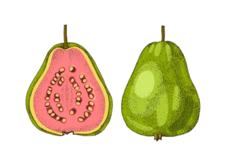 Hand drawn guava fruit vector illustration © Marina Gorskaya