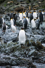 Obraz premium King Penguins of Elsehul Bay, South Georgia, UK