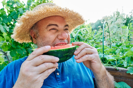 Gardener eating fresh watermelon in a sunny backyard garden