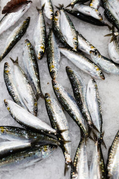 Fresh raw sardines on ice at a local seafood market