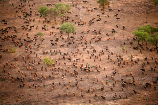Chad, Zakouma National Park, Aerial view of herd of African buffalo, on the move