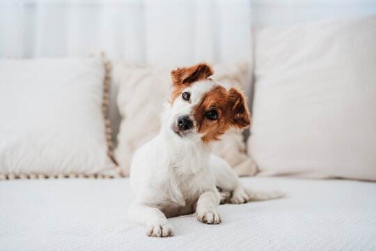 Cute dog sitting on sofa at home