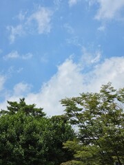 Fototapeta premium Green Trees Under Blue Sky