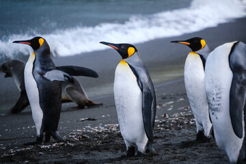 Fototapeta premium King Penguin Habitat in Right Whale Bay, South Georgia Islands, UK