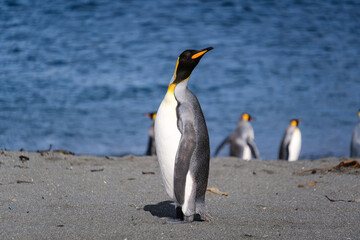 Obraz premium King Penguin Habitat in Right Whale Bay, South Georgia Islands, UK