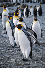 Obraz premium King Penguin Habitat in Right Whale Bay, South Georgia Islands, UK