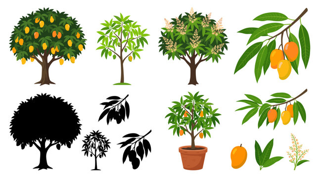 Set of Mango Tree Vector Illustrations Featuring Fruiting Trees, Tropical Branches, Blossoming Mango Trees and Potted Tropical Plants, Flat Editable Design, Isolated on White Background