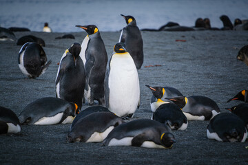 Obraz premium King Penguin Habitat in Right Whale Bay, South Georgia Islands, UK