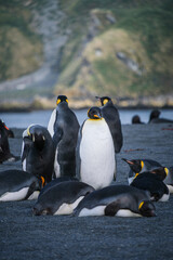Obraz premium King Penguin Habitat in Right Whale Bay, South Georgia Islands, UK
