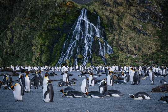 King Penguin Habitat in Right Whale Bay, South Georgia Islands, UK