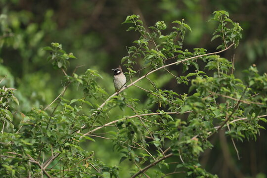 Red vented Bulbul