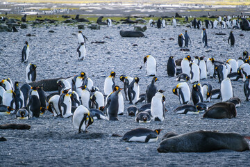 King Penguin Habitat in Right Whale Bay, South Georgia Islands, UK © Kevin