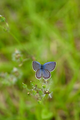 Fototapeta premium a feast of butterflies