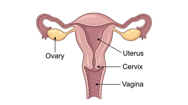 Diagram of female reproductive system with reproductive, illustration