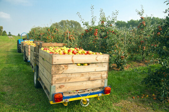 Germany, Hamburg, Altes Land, apple picking