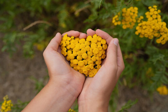 Hands of girl holding tansy flowers in heart shape
