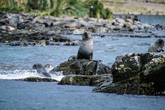 Antarctic fur seal habitat in Port Jason Harbour, South Georgia Islands