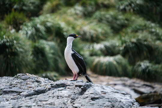 South Georgia Blue-eyed Cormorant in Port Jason Harbour, South Georgia Islands