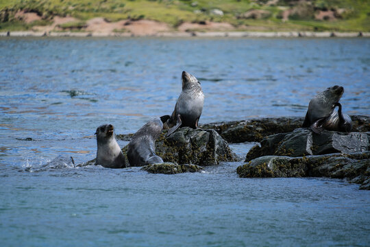 Antarctic fur seal habitat in Port Jason Harbour, South Georgia Islands