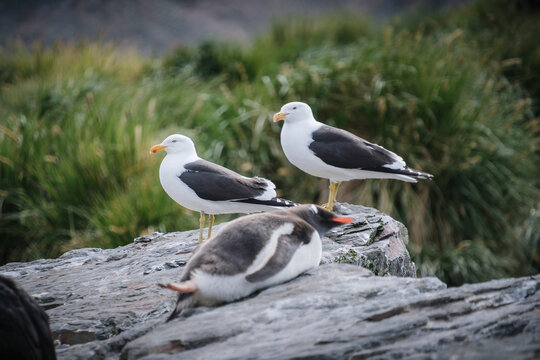 Blackback Gull of Port Jason Harbour, South Georgia