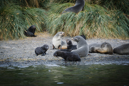 Antarctic fur seal habitat in Port Jason Harbour, South Georgia Islands