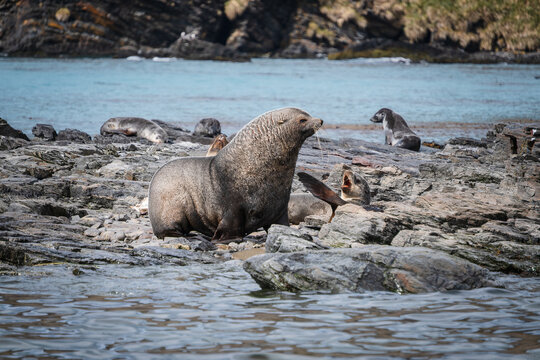 Antarctic fur seal habitat in Port Jason Harbour, South Georgia Islands