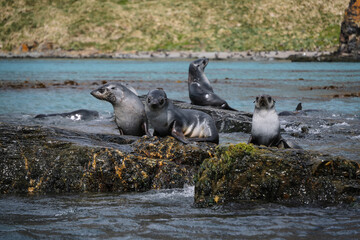 Fototapeta premium Antarctic fur seal habitat in Port Jason Harbour, South Georgia Islands