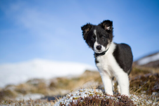 Scotland, Genshee, portrait of Border Collie puppy