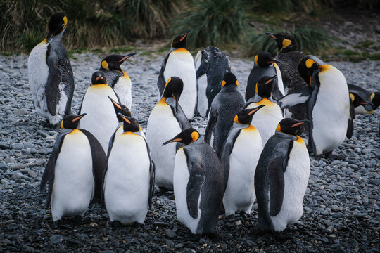 Port Jason Harbour King Penguin Sanctuary, South Georgia
