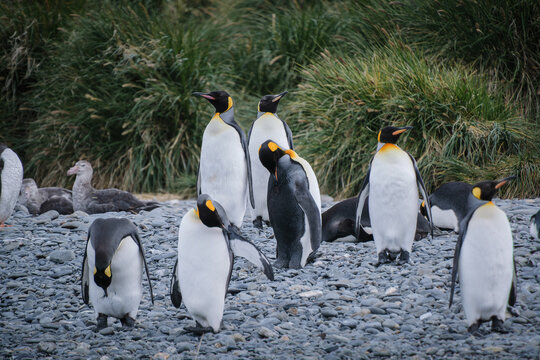 Port Jason Harbour King Penguin Sanctuary, South Georgia