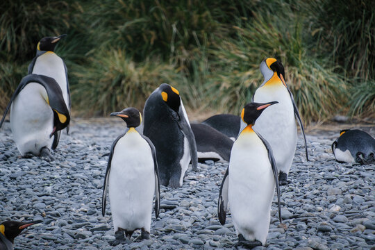 Port Jason Harbour King Penguin Sanctuary, South Georgia