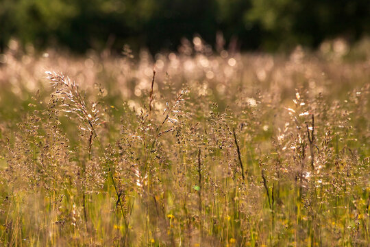 Golden sunlight shines through tall grass in a rural meadow