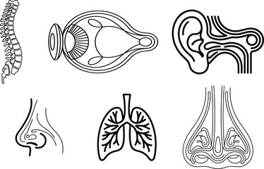 Fototapeta premium Detailed illustrations of human body parts including ear eye lung nose and spine