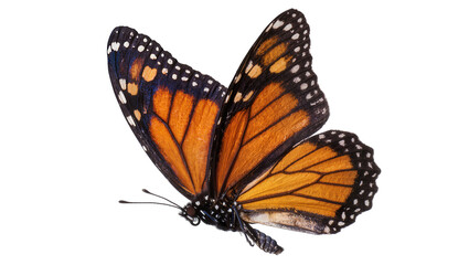 Monarch butterfly with orange black and white wings, isolated on transparent background © ghetu