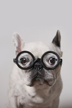Portrait of French Bulldog wearing glasses