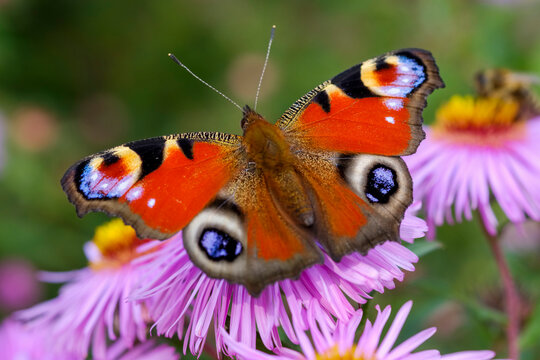 Peacock butterfly on blossom of an aster