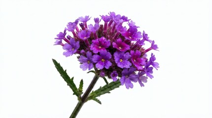 Obraz premium Vibrant purple verbena flower with green leaves, isolated on a clean white background, showcasing delicate petals and intricate structure