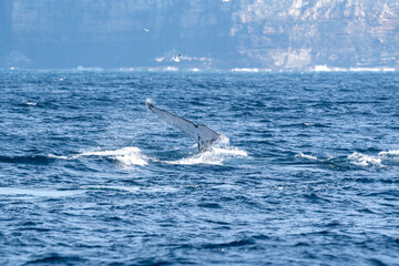 Humpback whale raising its white pectoral flipper © Em Neems Photography