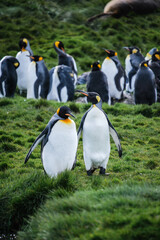Fototapeta premium King Penguin Habitat in Grytviken, South Georgia, UK