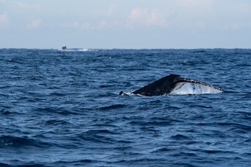 Majestic Humpback Whale Fluke Showing Tail Fin on Open Blue Sea Surface © Em Neems Photography
