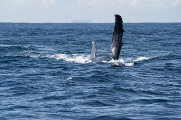 Humpback whale raising its white pectoral flipper © Em Neems Photography