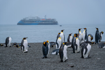 Obraz premium Scenery of the King Penguin Habitat in St Andrew's Bay, South Georgia Islands