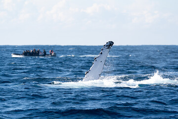 Humpback whale raising its white pectoral flipper near a tourist boat © Em Neems Photography