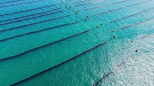 Mussel farm sits on clear blue water with long lines set up for growing mussels. Floating buoys mark the rows of equipment, indicating the farming activity in the area.