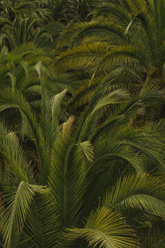 Lush Tropical Palm Leaves Background