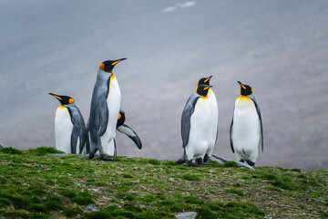 Fototapeta premium Scenery of the King Penguin Habitat in St Andrew's Bay, South Georgia Islands