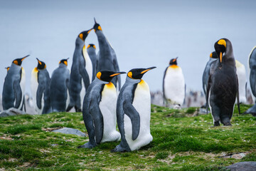 Obraz premium Scenery of the King Penguin Habitat in St Andrew's Bay, South Georgia Islands