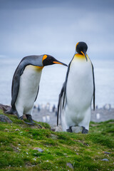 Fototapeta premium Scenery of the King Penguin Habitat in St Andrew's Bay, South Georgia Islands
