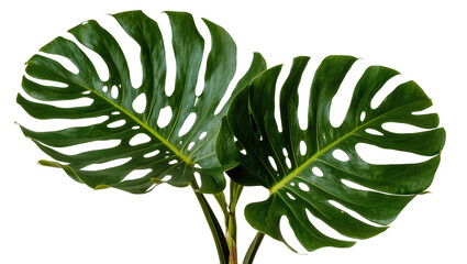 Two large green monstera deliciosa leaves with natural holes, isolated on transparent background © Maria