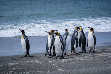 Fototapeta premium Scenery of the King Penguin Habitat in St Andrew's Bay, South Georgia Islands